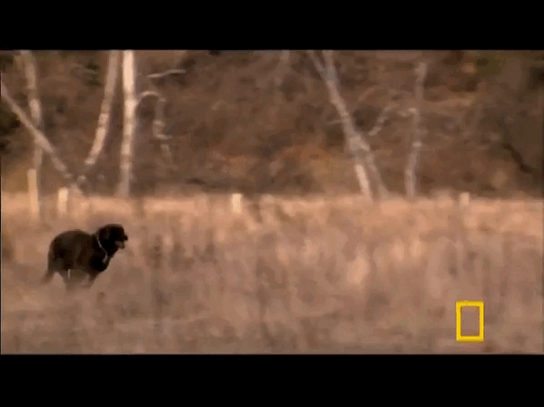 Рейтинг собак по мощности укуса: какая порода оказалась безумно сильна?