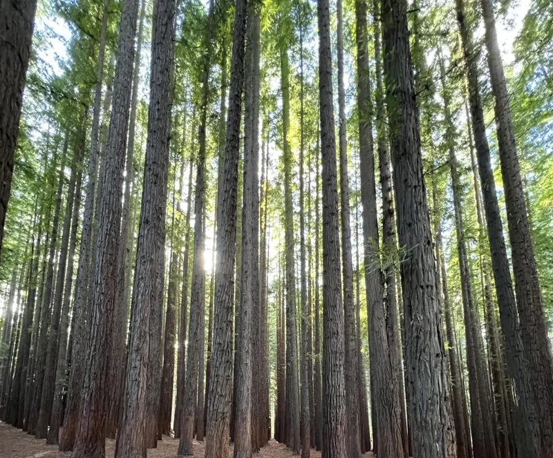 Австралийский лес из калифорнийских секвой с вплетениями магии