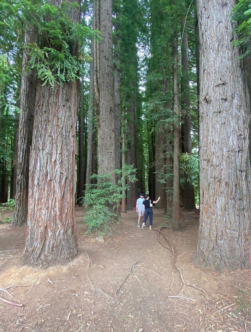 Австралийский лес из калифорнийских секвой с вплетениями магии