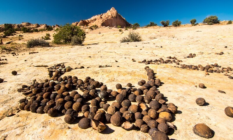 Загадка каменных ягод: от легенд хопи до марсианских тайн