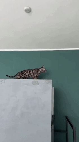 Просто гифки, всякие и&nbsp;разные