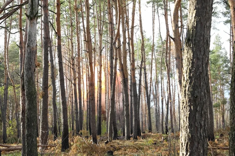 Корейские солдаты на Курской дуге