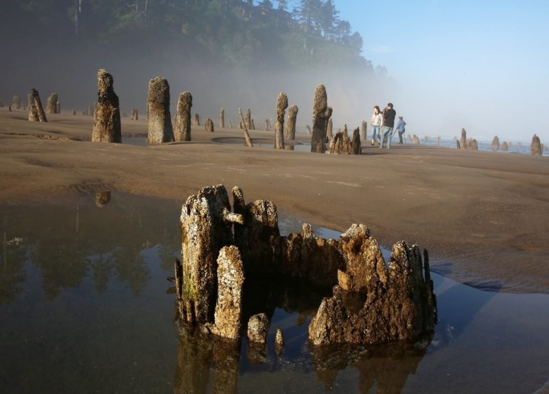 Лес-призрак Несковин – мистический страж орегонского побережья