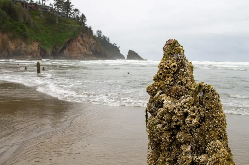 Лес-призрак Несковин – мистический страж орегонского побережья