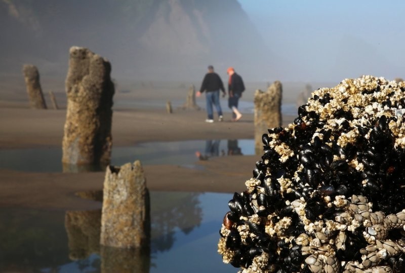 Лес-призрак Несковин – мистический страж орегонского побережья