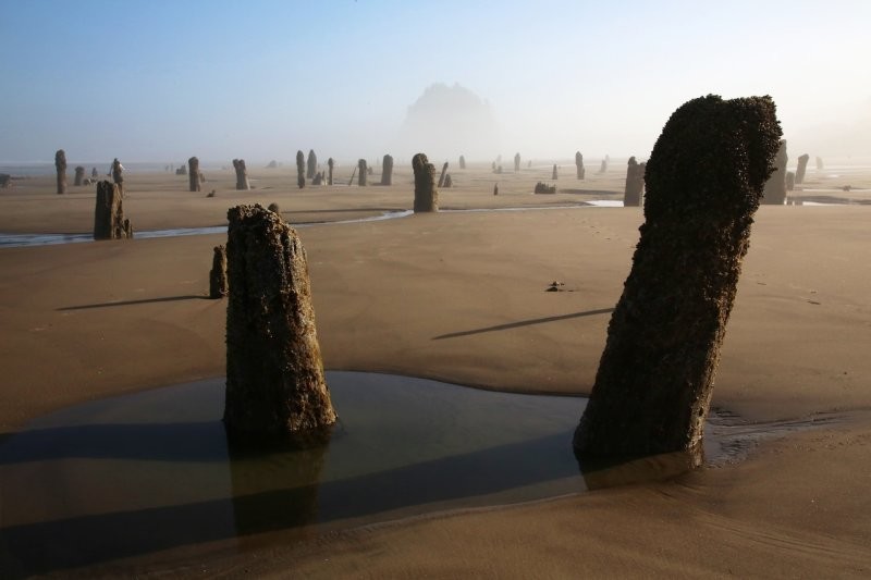 Лес-призрак Несковин – мистический страж орегонского побережья