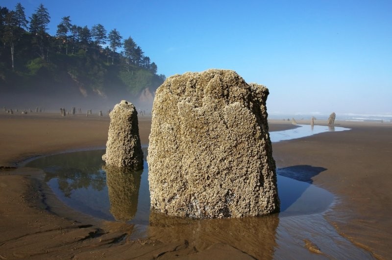 Лес-призрак Несковин – мистический страж орегонского побережья