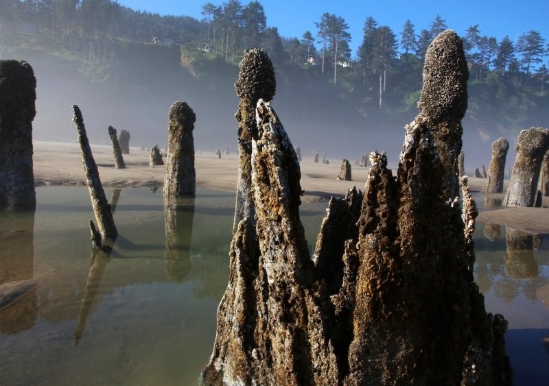 Лес-призрак Несковин – мистический страж орегонского побережья