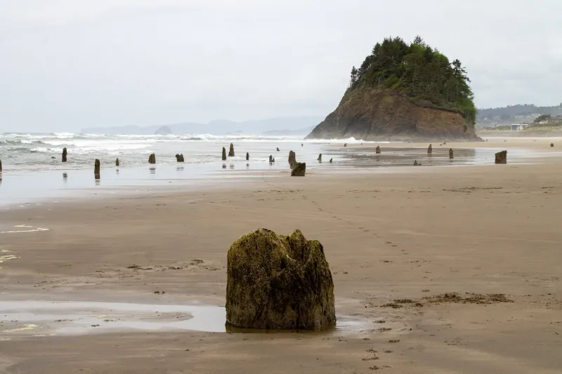Лес-призрак Несковин – мистический страж орегонского побережья