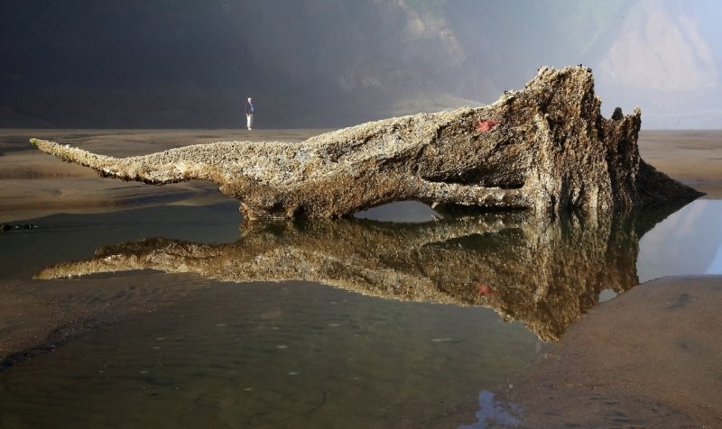 Лес-призрак Несковин – мистический страж орегонского побережья