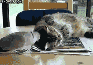 Просто гифки, всякие и&nbsp;разные