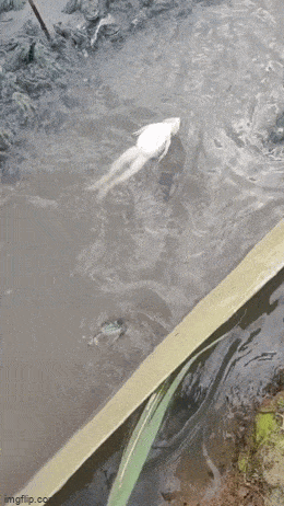 Просто гифки, всякие и&nbsp;разные