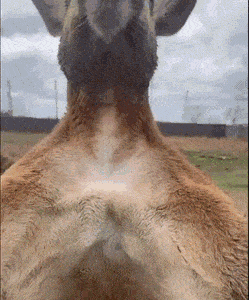 Просто гифки, всякие и&nbsp;разные