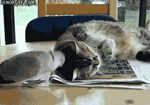 Просто гифки, всякие и&nbsp;разные