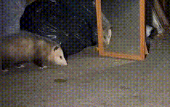 Как нейросети губят животных?