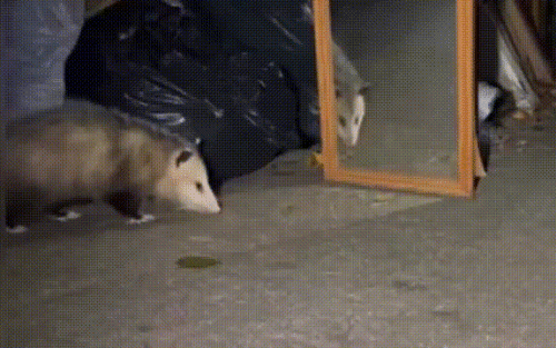 Как нейросети губят животных?