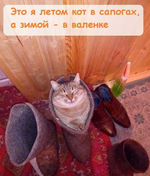 Веселые шутки-картинки