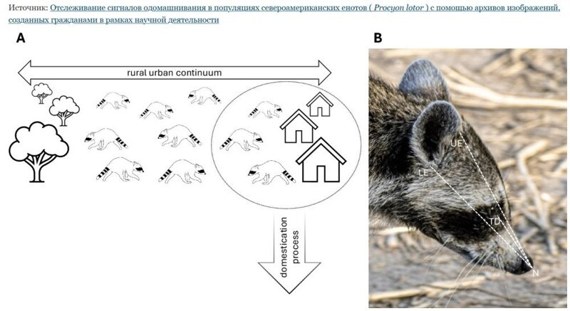 От мусорки к миске: еноты повторяют путь собак и кошек в эволюции
