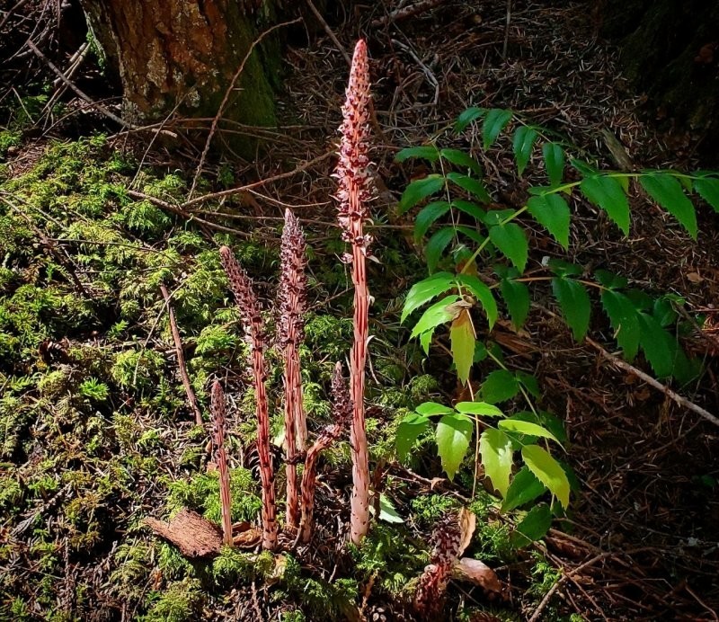 Как ветра и случайность спасли секвойи Затерянного Берега