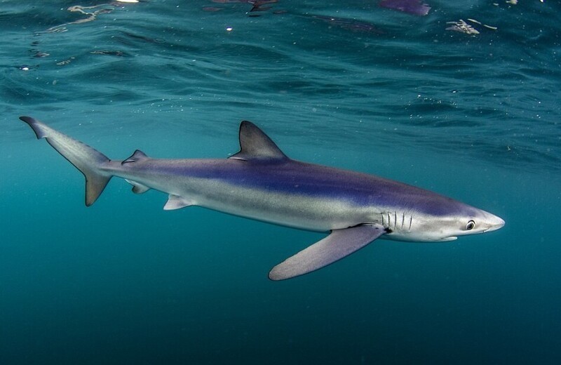 10. Лисьи акулы или морские лисицы могут быть от металлического лилово-коричневого до серого цвета, с синеватыми боками и белым брюхом