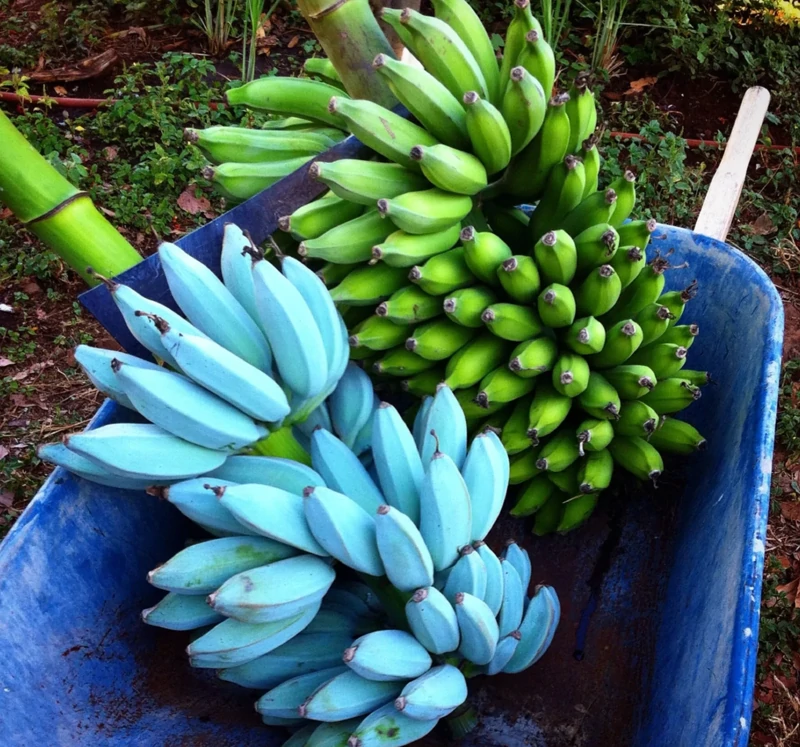 15. Бананы сорта «Блю Джава» имеют вкус ванильного мороженого