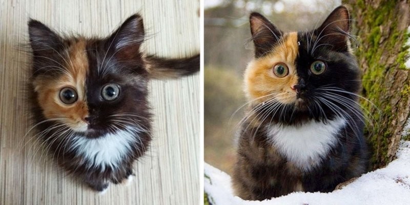 12. В организме особых кошек-химер присутствуют два генетически разных набора ДНК