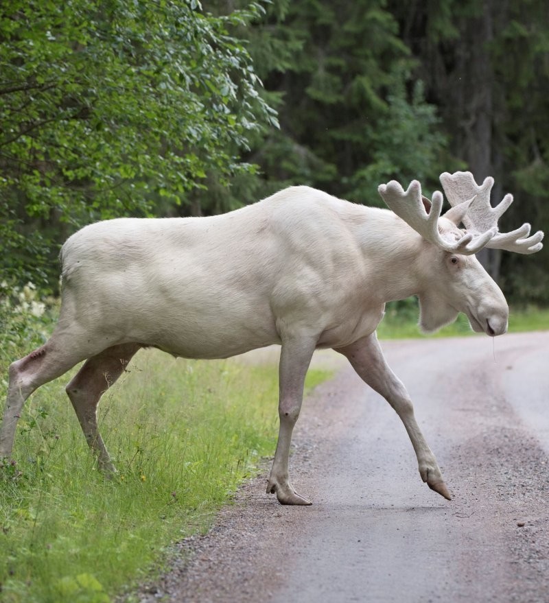 14. Лось-альбинос в Швеции