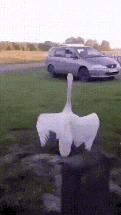 Просто гифки, всякие и&nbsp;разные