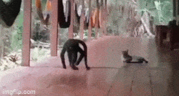 Просто гифки, всякие и&nbsp;разные