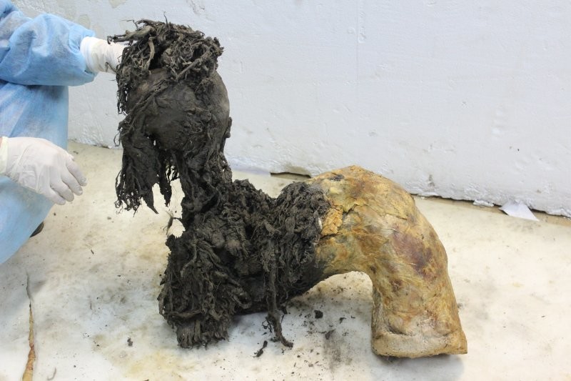 Учёные впервые расшифровали РНК мамонта возрастом 40 тыс. лет