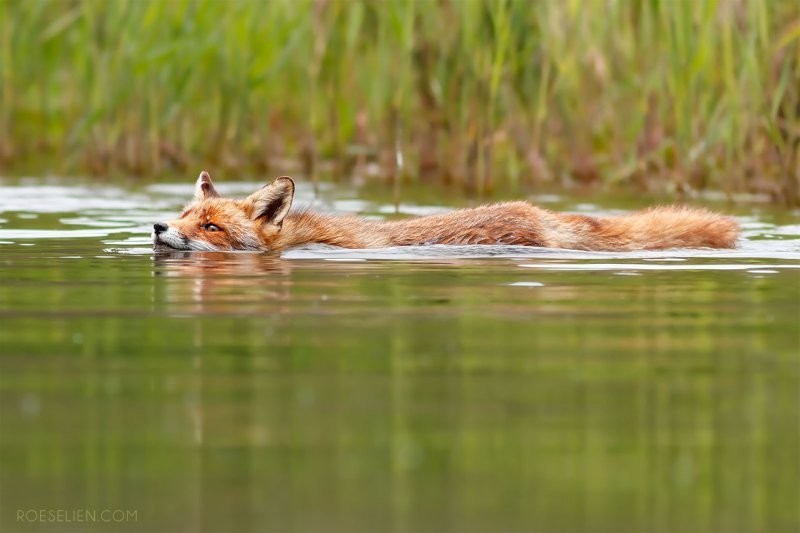 2. Они умеют плавать (но предпочитают этого не делать)