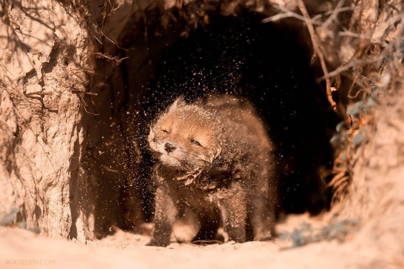 11. Они не помешаны на чистоте