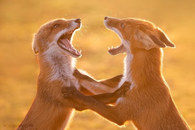 27. Они — королевы драмы