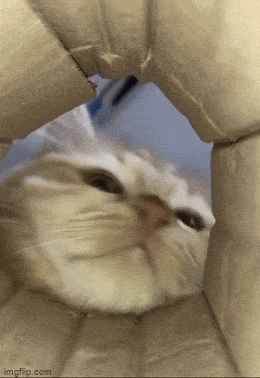 Просто гифки, всякие и разные