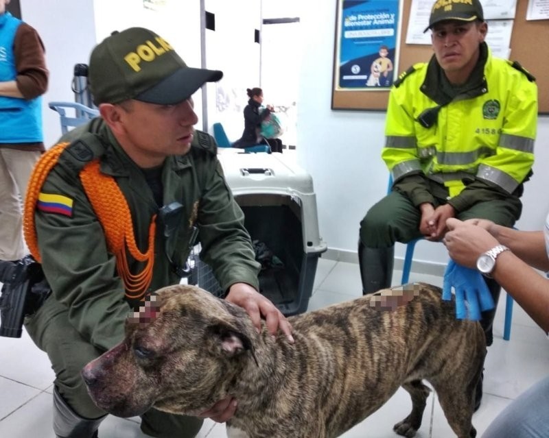 Пожилая собака обрела дом спустя шесть лет после того, как пережила нападение с мачете