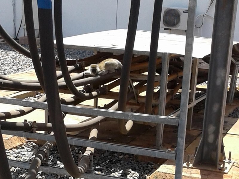 3. Обезьяна, ставшая вредителем и счастливчиком одновременно