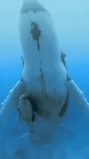 Просто гифки, всякие и&nbsp;разные