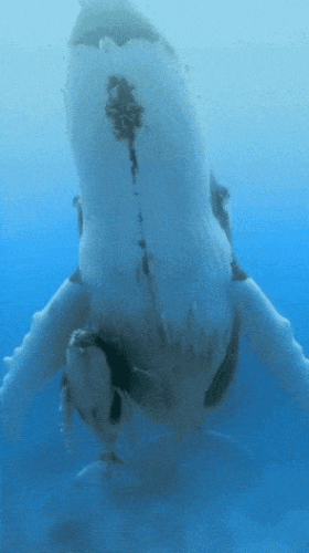 Просто гифки, всякие и&nbsp;разные