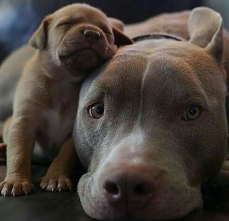 17. Моё сердце, моя душа