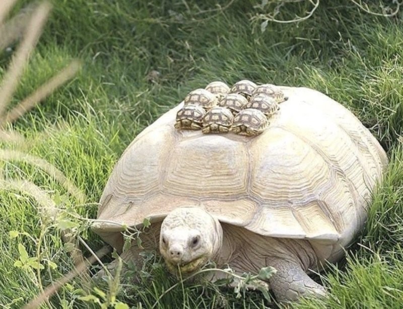 3. Семейная прогулка: своя ноша не тянет