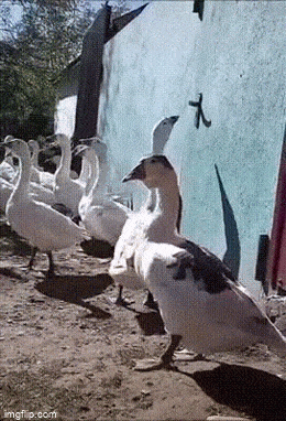 Просто гифки, всякие и&nbsp;разные