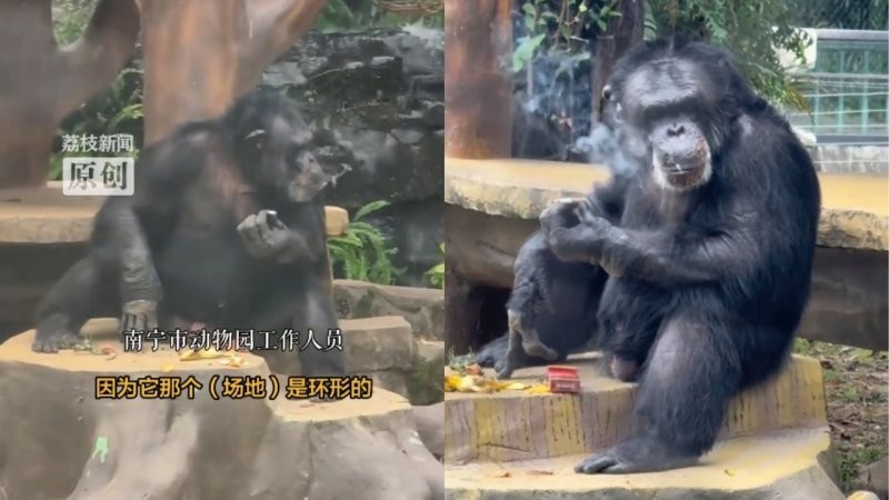 В китайском зоопарке шимпанзе наказали за курение