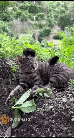 Просто гифки, всякие и&nbsp;разные