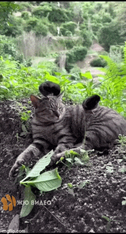 Просто гифки, всякие и&nbsp;разные