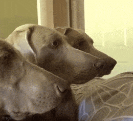 Просто гифки, всякие и&nbsp;разные