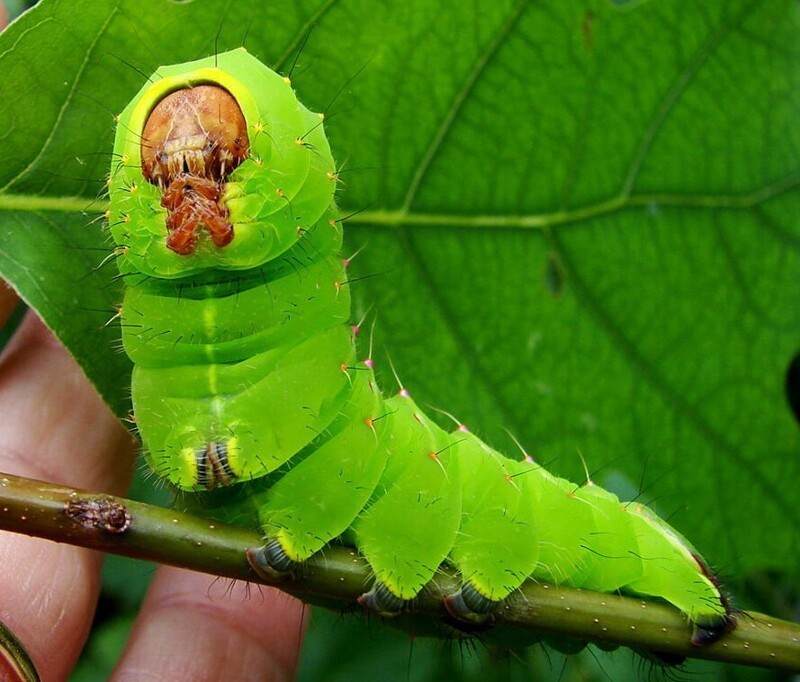 7. Самое прожорливое животное