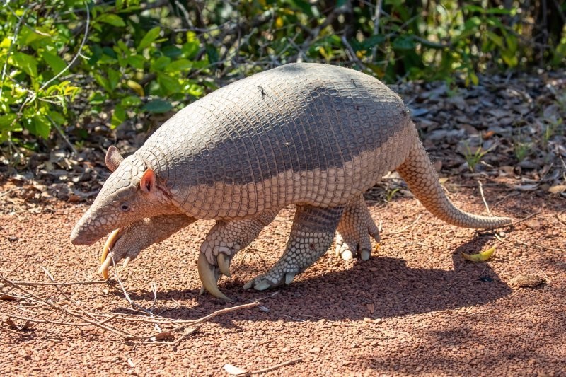 2. Самые большие когти у ныне живущего животного