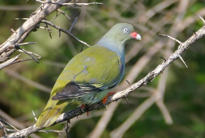 10. Африканский зелёный голубь (Treron calvus)