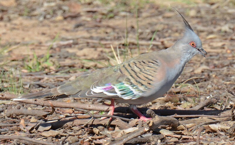 9. Хохлатый бронзовокрылый голубь (Geophaps plumifera)