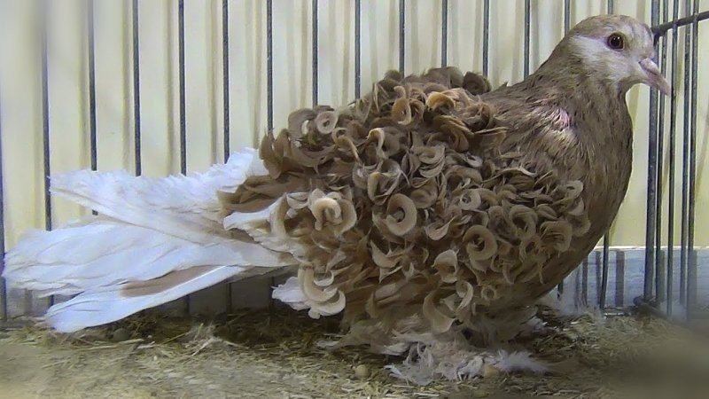 3. Курчавый (кудрявый) голубь (Columba livia)